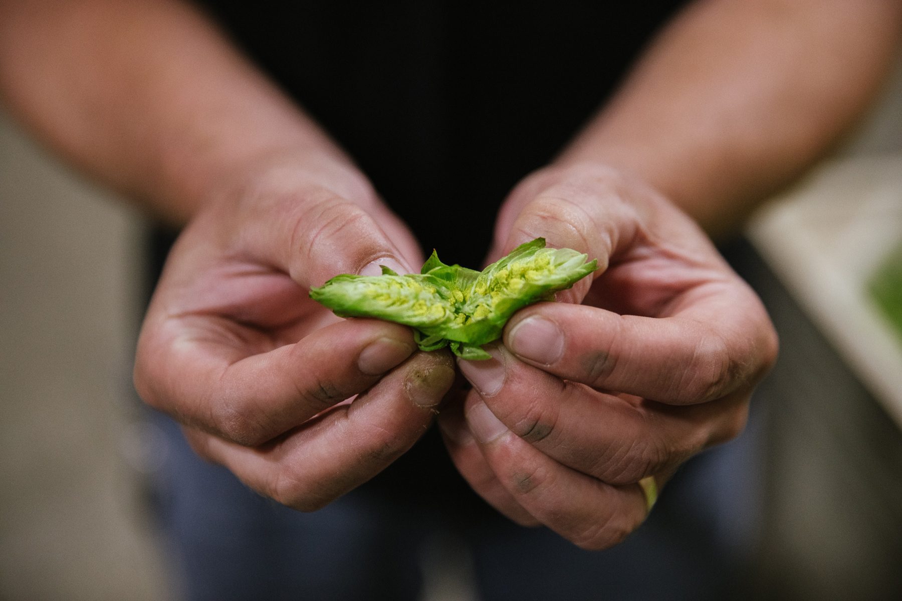 Hands opening a fresh hop cone to reveal yellow lupulin inside